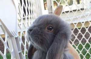 Nueva Raza de Conejos tiene la mayor demanda