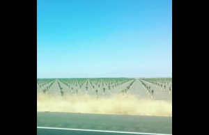 Campo de Cultivo Genera más de 3000 muertes al año